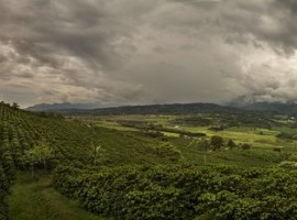 Paisaje Cafetero - Municipio de Gigante y Garzón