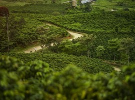 Zona Cafetera - Municipio de Gigante
