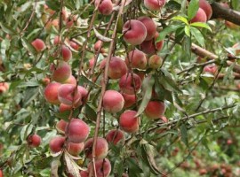 Cultivo de durazno