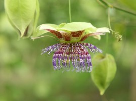 Flor de Cholupa
