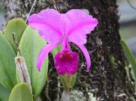 Orquídea