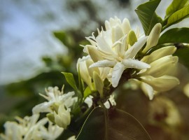 Flor de Cafe