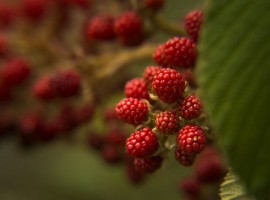 Moras