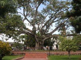 Ceiba de Gigante