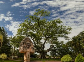 Ceiba de Gigante