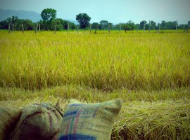 Cultivo de Arroz
