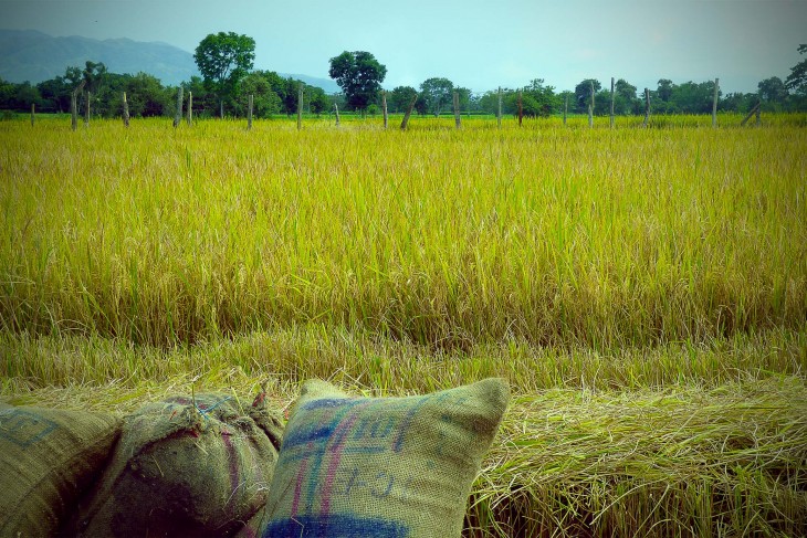 Cultivo de Arroz
