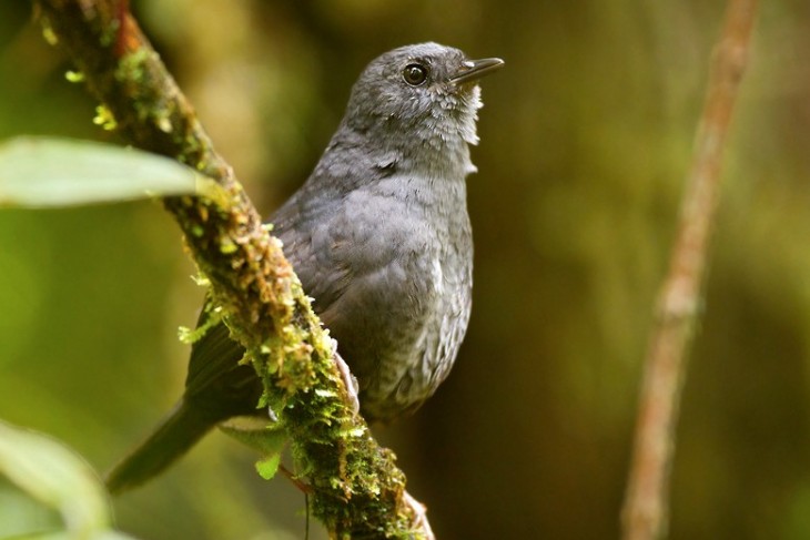 Tapaculo del Magdalena / Scytalopus rodriguezi