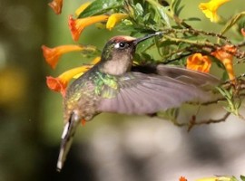 Colibrí florido / Anthocephala berlepschi