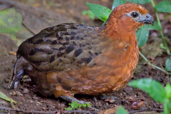 Perdiz colorada / Odontophorus hyperythrus