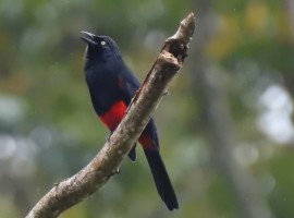 Cacique candela / Hypopyrrhus pyrohypogaster