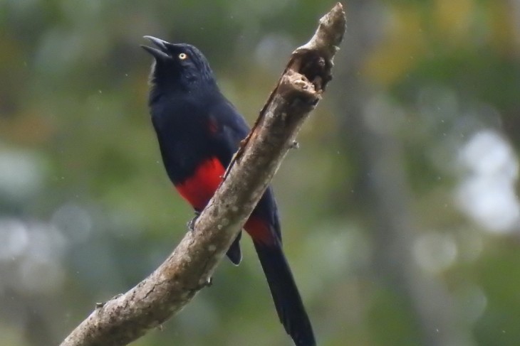 Cacique candela / Hypopyrrhus pyrohypogaster