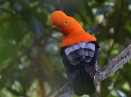 Gallito de roca / Rupicola peruvianus