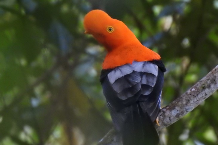 Gallito de roca / Rupicola peruvianus