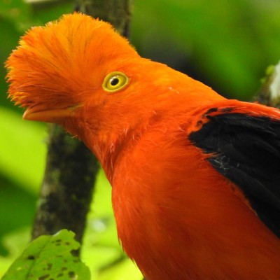 BIRDING TOURS HUILA