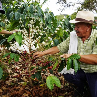 CAFÉ  AL NATURAL